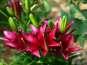 OLYMPUS DIGITAL CAMERA