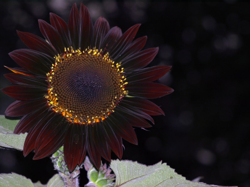 Today I’ll be a&nbsp;Sunflower