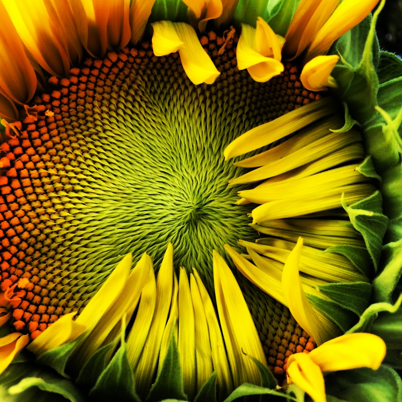 Alien Sunflowers (Weekly Photo Challenge:&nbsp;Texture)